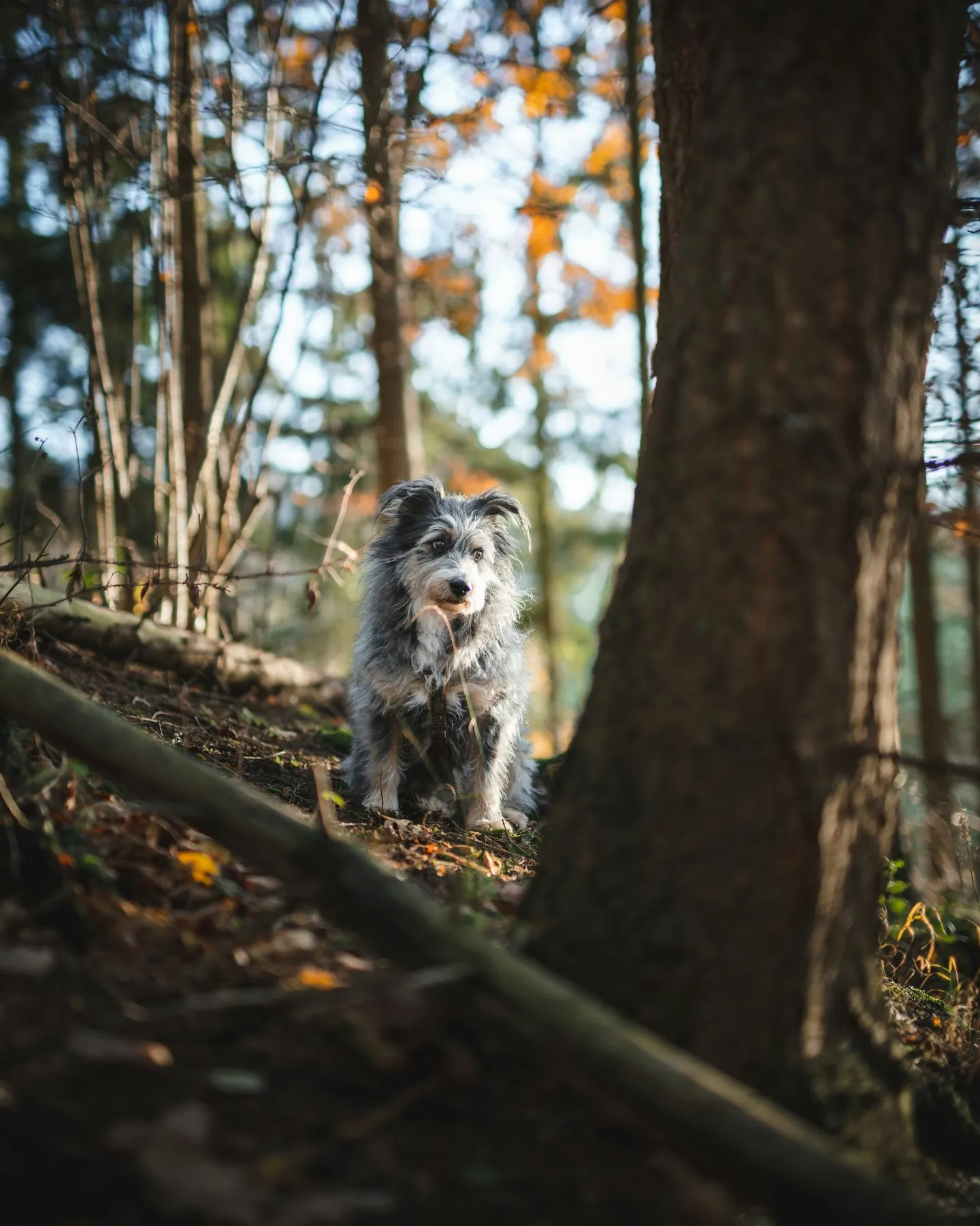 A dog standing among trees in natural woodland; illustrative photograph