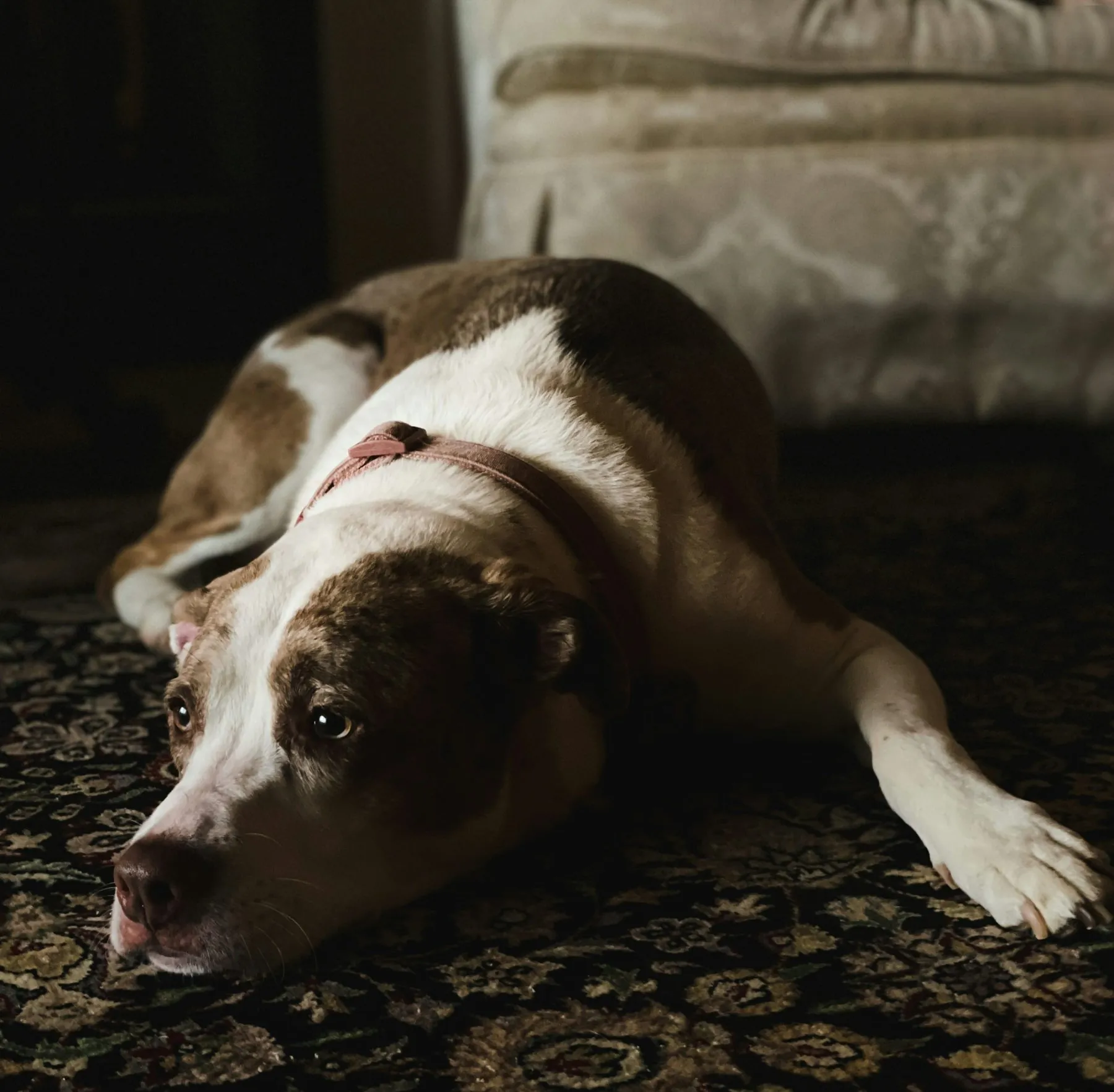 A dog resting on a rug beside a sofa at home; illustrative photograph