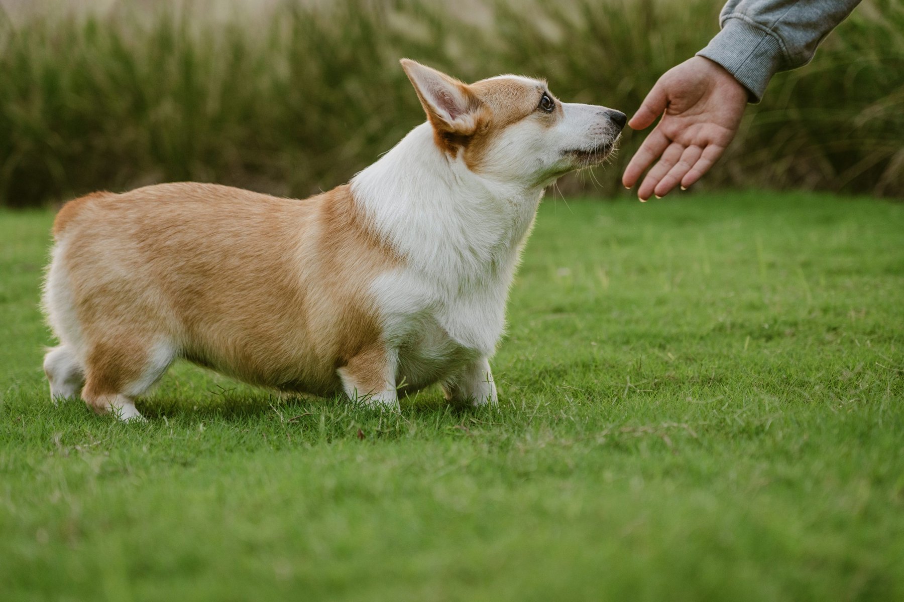 A corgi looking toward an outstretched hand on grass; illustrative photograph