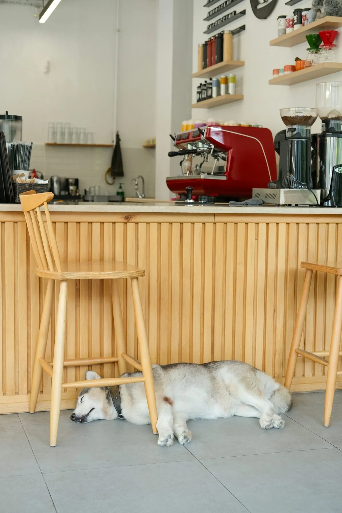 A husky lying beside cafe chairs indoors; illustrative photograph