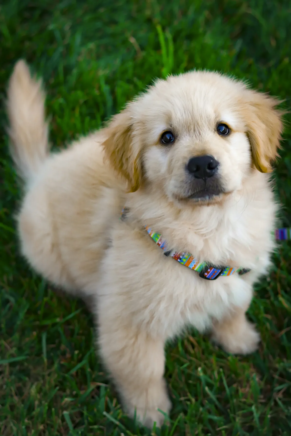 A golden retriever puppy in a field; illustrative photograph