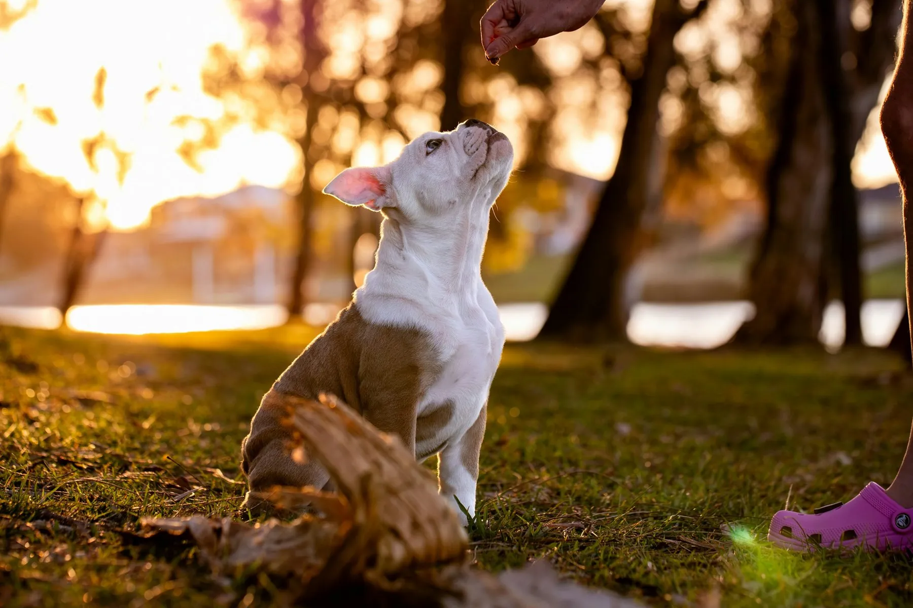 A puppy looking up toward a hand offering a reward outdoors; illustrative photograph